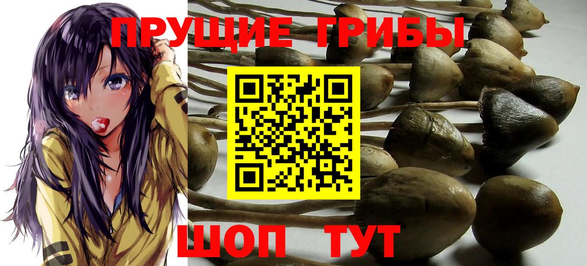 Солнечногорск  Псилоцибиновые грибы Cubensis  Вход с VPN 